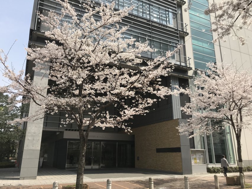 芝浦キャンパス前の桜満開の写真